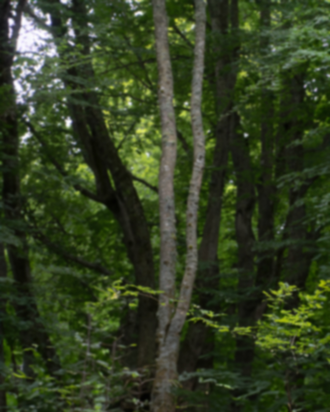 Forest background